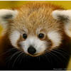   Firefox 9.0  Android