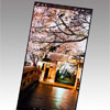 Japan Display  5,4-  6,2-   2QHD-