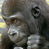Corning    Gorilla Glass 4