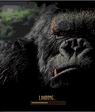    2:   :  , King Kong,  :  