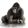 CES 2012: Corning   Gorilla Glass 2